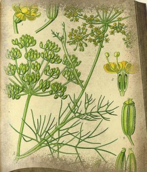 Fenchel